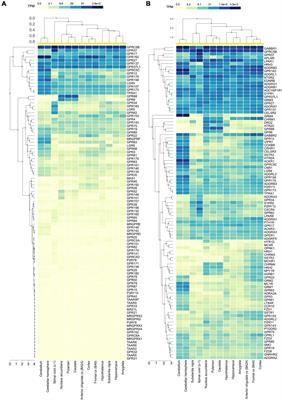 Comprehensive Spatial Profile of the Orphan G Protein Coupled Receptor GPRC5B Expression in Mouse Brain